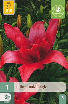 Lelie 'Bald Eagle'