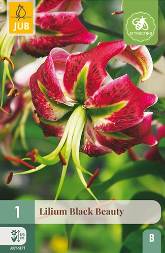 Lelie 'Black Beauty'