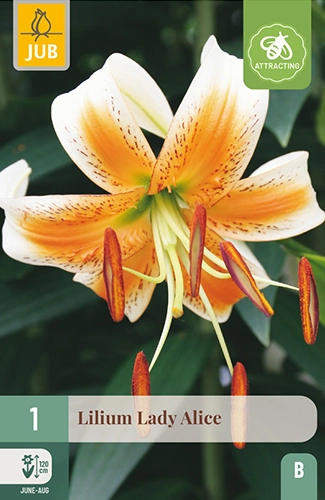 Lelie 'Lady Alice'