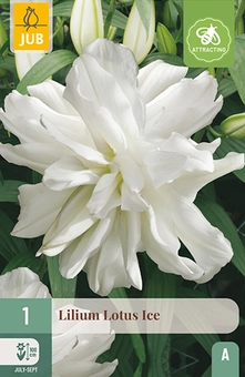 Lelie 'Lotus Ice'