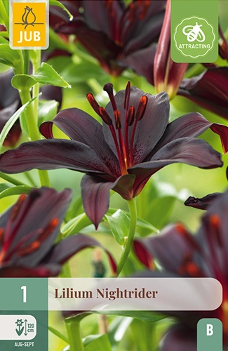 Lelie 'Nightrider'