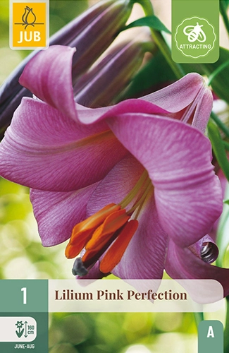 Lelie 'Pink Perfection'