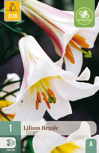 Lelie 'Regale'