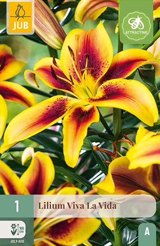 Lelie 'Viva La Vida'