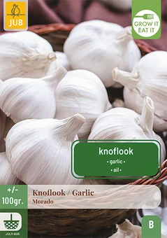 Knoflook 'Morado'