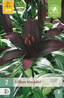 Lelie 'Blacklist'