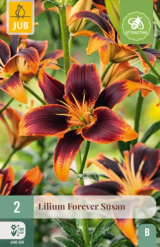 Lelie 'Forever Susan'