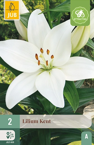Lelie 'Kent'