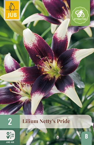 Lelie 'Netty's Pride'