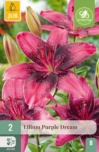 Lelie 'Purple Dream'