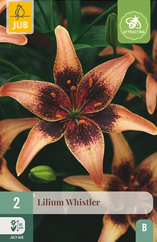 Lelie 'Whistler'