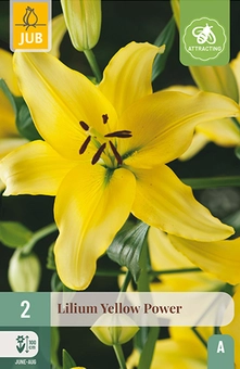 Lelie 'Yellow Power'