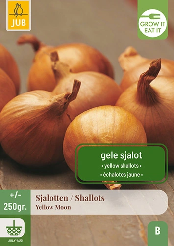 Sjalotten 'Yellow Moon'