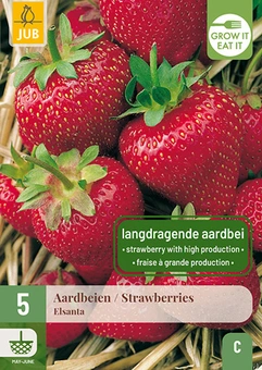 Aardbeienplant 'Elsanta'