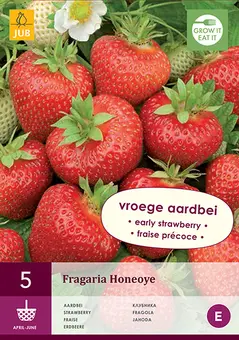 Aardbeienplant 'Honeoye'