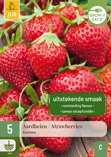 Aardbeienplant 'Korona'