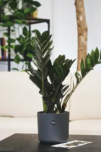 Zamioculcas - P 21cm - afbeelding 3