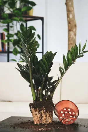 Zamioculcas - P 21cm - afbeelding 4