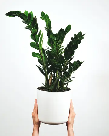 Zamioculcas - P 21cm - afbeelding 1