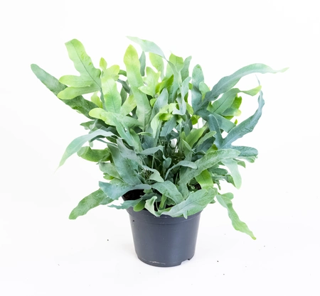 Zink- of Blauwvaren 'Blue Star' - P17cm - afbeelding 3