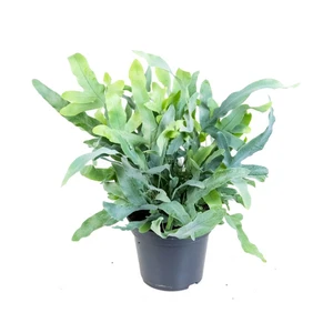 Zink- of Blauwvaren 'Blue Star' - P17cm