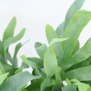 Zink- of Blauwvaren 'Blue Star' - P17cm - afbeelding 4