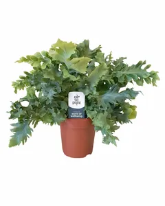 Zink- of Blauwvaren 'Davana' - P12cm