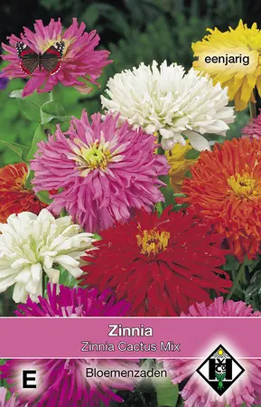 Zinnia 'Cactus' Mix