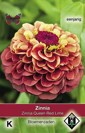 Zinnia 'Queen Red Lime'