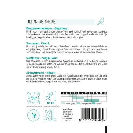 Zonnebloem 'Giganteus' - afbeelding 2