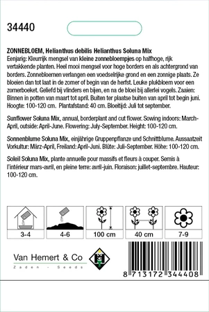 Zonnebloem 'Soluna' - afbeelding 2