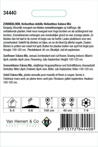 Zonnebloem 'Soluna' - afbeelding 2