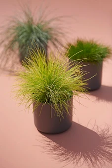 Zwenkgras 'Amigold' - P10,5cm - afbeelding 4