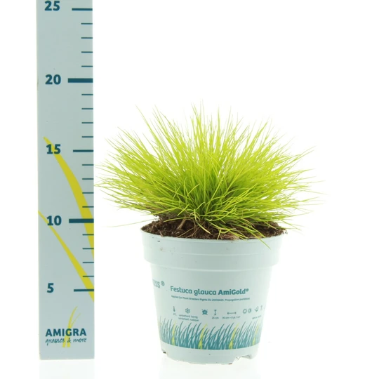 Zwenkgras 'Amigold' - P10,5cm - afbeelding 2