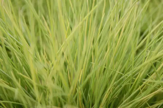 Zwenkgras 'Amigold' - P10,5cm - afbeelding 3