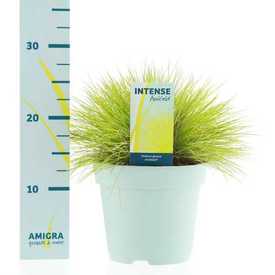Zwenkgras 'Amigold' - P17cm - afbeelding 2