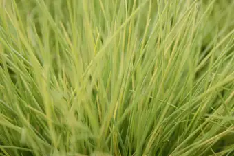 Zwenkgras 'Amigold' - P17cm - afbeelding 3